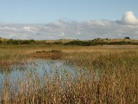 NL, Friesland, Terschelling, Griltjeplak 3, Saxifraga-Hans Boll - kopie