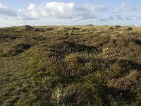 NL, Friesland, Terschelling, Griltjeplak 6, Saxifraga-Marijke Verhagen