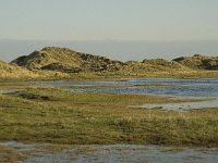 NL, Friesland, Terschelling, Groede 1, Saxifraga-Jan van der Straaten