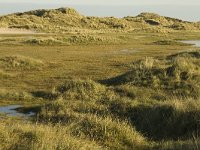 NL, Friesland, Terschelling, Groede 2, Saxifraga-Jan van der Straaten