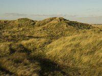 NL, Friesland, Terschelling, Groede 23, Saxifraga-Jan van der Straaten