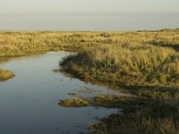 NL, Friesland, Terschelling, Groede 25, Saxifraga-Jan van der Straaten