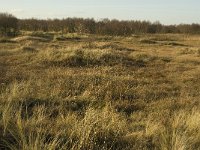 NL, Friesland, Terschelling, Groede 5, Saxifraga-Jan van der Straaten