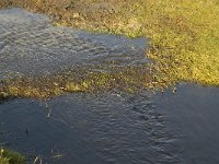 NL, Friesland, Terschelling, Groede 8, Saxifraga-Jan van der Straaten