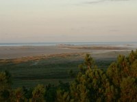 NL, Friesland, Terschelling, Noordsvaarder 1, Saxifraga-Hans Boll