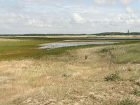 NL, Friesland, Terschelling, Noordsvaarder 6, Saxifraga-Hans Boll