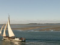 NL, Friesland, Terschelling, Terschellinger wad 13, Saxifraga-Hans Boll