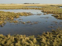 NL, Friesland, Terschelling, Wierschuur 21, Saxifraga-Marijke Verhagen