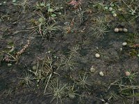 NL, Friesland, Terschelling, central valleys 2, Saxifraga-Hans Boll