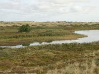 NL, Friesland, Terschelling, central valleys 8, Saxifraga-Hans Boll