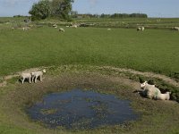 NL, Noord-Holland, Texel, De Hooge Berg 11, Saxifraga-Jan van der Straaten