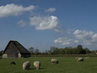 NL, Noord-Holland, Texel, De Hooge Berg 3, Saxifraga-Jan van der Straaten