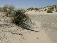 NL, Noord-Holland, Texel, De Hors 12, Saxifraga-Jan van der Straaten