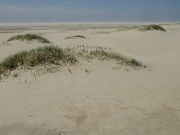 NL, Noord-Holland, Texel, De Hors 4, Saxifraga-Jan van der Straaten