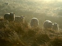 NL, Noord-Holland, Texel, Den Hoorn 1, Saxifraga-Piet Munsterman