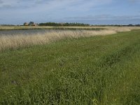 NL, Noord-Holland, Texel, Hogezandskil 1, Saxifraga-Jan van der Straaten