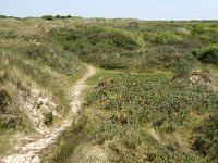 NL, Noord-Holland, Texel, Horsduinen 4, Saxifraga-Jan van der Straaten