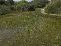 NL, Noord-Holland, Texel, Horsduinen 5, Saxifraga-Jan van der Straaten