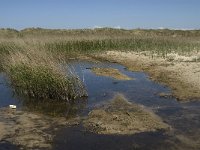 NL, Noord-Holland, Texel, Horsmeer 2, Saxifraga-Jan van der Straaten