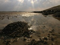 NL, Noord-Holland, Texel, Mokbaai 2, Foto Fitis-Sytske Dijksen