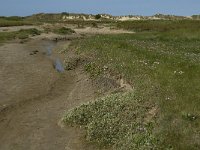 NL, Noord-Holland, Texel, Slufter 25, Saxifraga-Jan van der Straaten