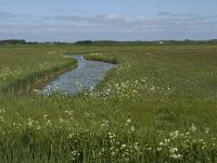 NL, Noord-Holland, Texel, Waal en Burg 10, Saxifraga-Jan van der Straaten