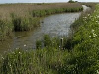 NL, Noord-Holland, Texel, Waal en Burg 3, Saxifraga-Jan van der Straaten