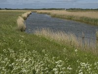 NL, Noord-Holland, Texel, Waal en Burg 5, Saxifraga-Jan van der Straaten