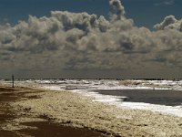 NL, Noord-Holland, Texel, Westerslag 1, Saxifraga-Piet Munsterman