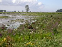 NL, Zuid-Holland, Korendijk, Tiengemeten 9, Saxifraga-Peter Meininger