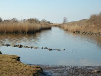 NL, Zuid-Holland, Korendijk, Tiengemeten, Blanken Slikken 7, Saxifraga-Jan van der Straaten