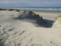 NL, Friesland, Terschelling, Boschplaat 20, Saxifraga-Jan van der Straaten