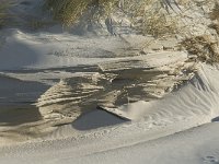 NL, Friesland, Terschelling, Boschplaat 42, Saxifraga-Jan van der Straaten