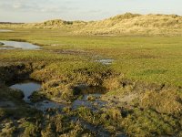 NL, Friesland, Terschelling, Groede 14, Saxifraga-Jan van der Straaten