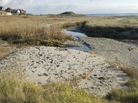 NL, Friesland, Terschelling, Noordsvaarder 24, Saxifraga-Jan van der Straaten