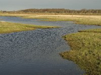 NL, Friesland, Terschelling, Wierschuur 7, Saxifraga-Marijke Verhagen