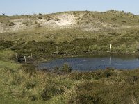 NL, Noord-Holland, Texel, Bollekamer 17, Saxifraga-Jan van der Straaten