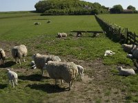 NL, Noord-Holland, Texel, De Hooge Berg 8, Saxifraga-Jan van der Straaten