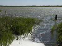 NL, Noord-Holland, Texel, Horsmeer 1, Saxifraga-Jan van der Straaten