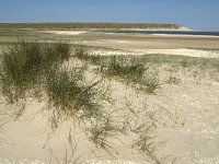 NL, Noord-Holland, Texel, Slufter 30, Saxifraga-Jan van der Straaten