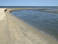 NL, Noord-Holland, Texel, Slufter 35, Saxifraga-Jan van der Straaten