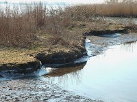 NL, Zuid-Holland, Korendijk, Tiengemeten, Blanken Slikken 5, Saxifraga-Jan van der Straaten