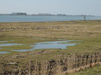 NL, Zuid-Holland, Korendijk, Westerse Laagjes 2, Saxifraga-Jan van der Straaten