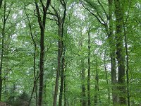 NL, Gelderland, Rheden, Beekhuizerbeek 1, Saxifraga-Tom Heijnen