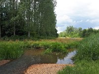 NL, Noord-Brabant, Oirschot, Beerze in Kattenbergs Broek 3, Saxifraga-Tom Heijnen