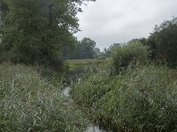 NL, Noord-Brabant, Oisterwijk, Beerze 2, Saxifraga-Willem van Kruijsbergen