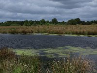 NL, Drenthe, Aa en Hunze, De Heest 18, Saxifraga-Hans Boll