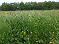 NL, Drenthe, Aa en Hunze, De Westerlanden 12, Saxifraga-Hans Boll