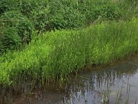 NL, Drenthe, Aa en Hunze, De Westerlanden 8, Saxifraga-Hans Boll