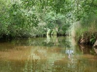 NL, Noord-Brabant, Valkenswaard, Dommel in De Malpie 12, Saxifraga-Tom Heijnen